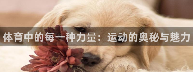 3377体育官网下载招商电话号码是多少:体育中的每一种力量: